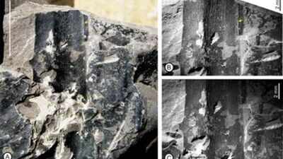 24 million year old kevda fossil leaves discovered in assam reveal ancient tropical forests of india