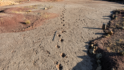 a 66 million year old dinosaur highway in bolivia reveals more than 16000 fossil footprints from the