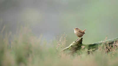 according to the research a birdsong is shaped by both evolution and the environment nature ttl