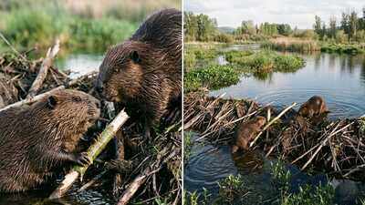 beavers do far more than build dams these 20 kilogram rodents create wetlands raise groundwater and