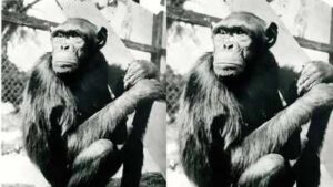 chimpanzee sultan