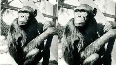 chimpanzee sultan