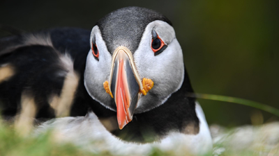 first puffin chick in 30 years just emerged from england39s south coast after 15 weeks of careful mo