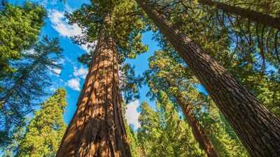 giant sequoias