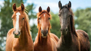 horses
