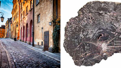 how fossilised wood shows the history of europe