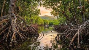how planet39s 39blue forests39 mangroves protect coastlines support wildlife and store up to four ti