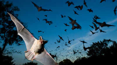 if many bats are sending out similar sound waves at the same time their signals can overlap national