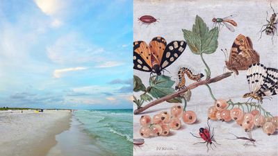 in 1966 scientists wiped out nearly every insect on tiny florida islands to see how nature would reb