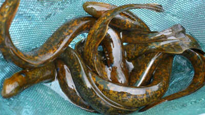 inside sciences forbidden experiment why scientists kill 9 million sea lampreys every year in the gr