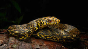 king ratsnake is known for hunting and eating deadly venomous snakes inaturalist photos