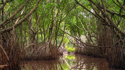 mangroves a forest that would not vanish across the globe
