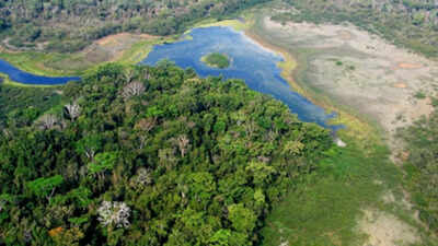 maya biosphere reserve covers about 21 million hectares in guatemalas northern peten province