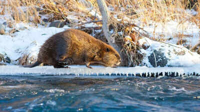 north american beavers began colonising parts of arctic in 2008 getty images