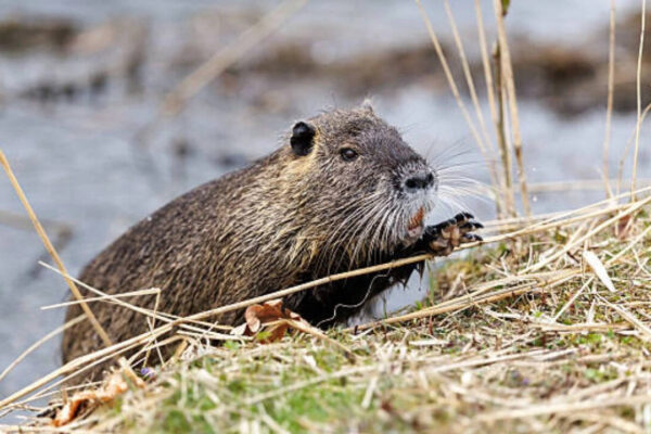 nutria the illegal immigrantsbrbr