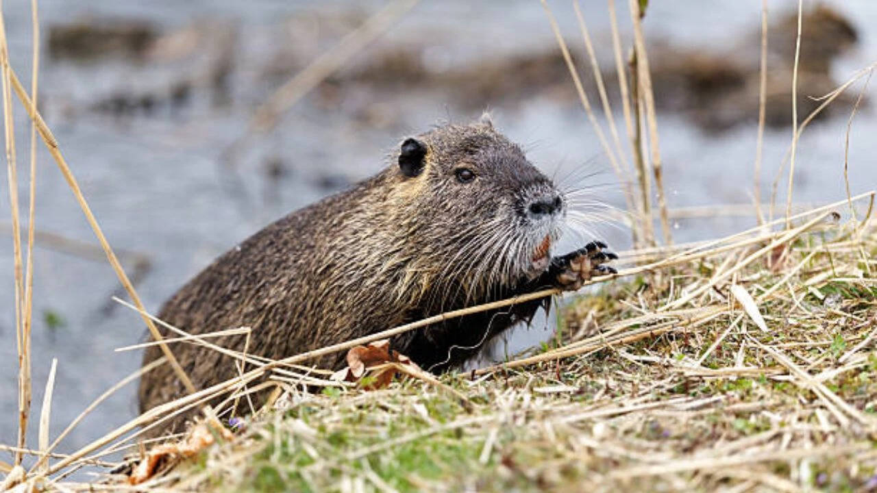 nutria the illegal immigrantsbrbr