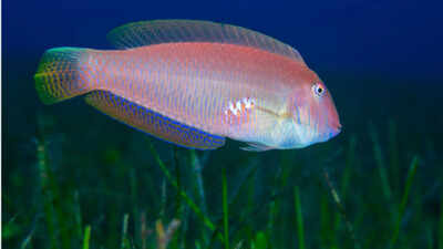 pearly razorfish begin life as females before some naturally transition into males national geograph