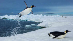 penguins diving