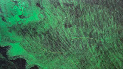 people may not need to touch floridas toxic algae blooms to be exposed scientists found their