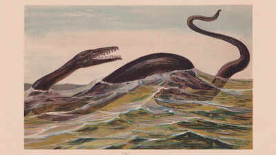 remains of an undiscovered species of mosasaur