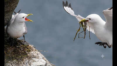 researchers clipped a few wing and tail feathers of wild alaskan kittiwakes ai enhanced image credit