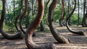 scientists are racing to solve the mystery of polands 90 year old crooked forest before its bizarre