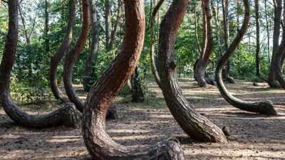 scientists are racing to solve the mystery of polands 90 year old crooked forest before its bizarre