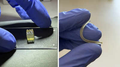 scientists create liver and kidney tissues in space for the first time in a microgravity environment