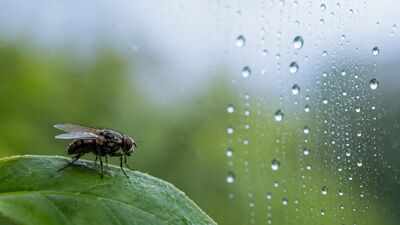 scientists discover humidity may help control insects39 biological clocks not just light and tempera