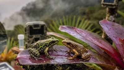 scientists find two tiny frogs living together in a misty peruvian forest above 3000 metres