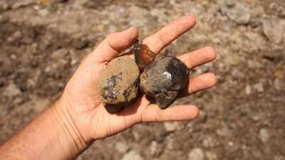 scientists found south americas first insect bearing amber a 112 million year old time capsule from