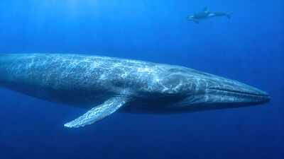 scientists have finally explained why killer whales struggle to hear blue whales and the answer may