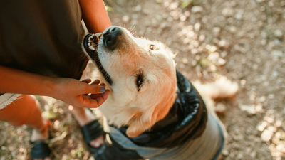 scientists trained 182 pet dogs to sniff out one of america39s most destructive invasive insects and