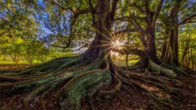 scientists warmed the same forest soil by 5c for 37 years in the fourth decade microbes began releas