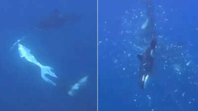 the animals worked together to hold and ram giant sharp tail sunfish picture live science