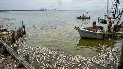 the gulf of mexico grows a vast dead zone every summer but what happens beneath the water threatens
