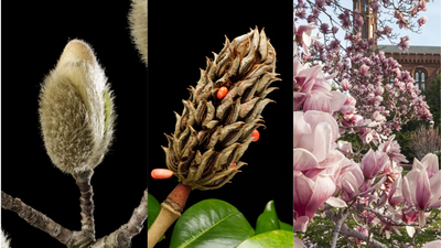 these 95 million year old flowers bloomed before bees existed and still attract beetles