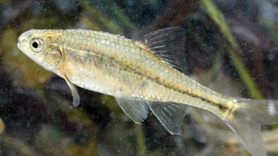 tiny oregon fish nearly disappeared after habitat loss then conservation efforts restored its wetlan