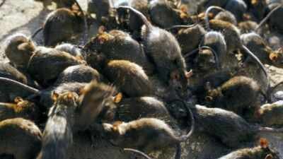 tiny reef fish flourished beside islands filled with seabirds where rats removed the birds the entir