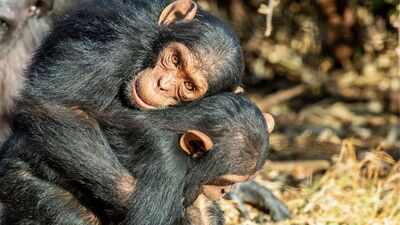 two juvenile male chimpanzees hugging each other