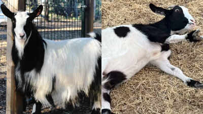 when surprised a myotonic goats muscles briefly stiffen sometimes making it fall over