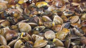 zebra mussels