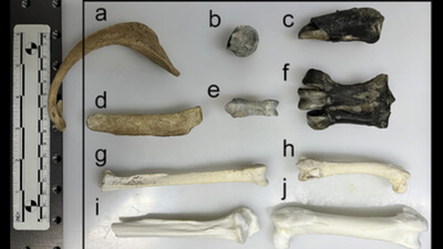 55 million year old penguin fossils reveal hidden chemical clues about antarctica before the contine