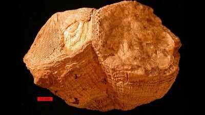 70 million years ago earth had 372 days a year an ancient shell reveals days lasted just 23 hours an