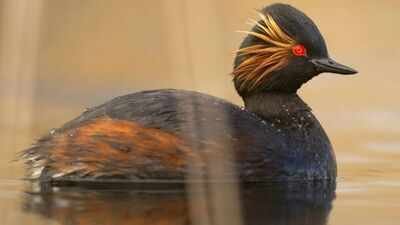 a black necked grebe