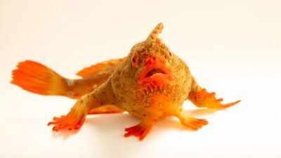 a critically endangered female red handfish thymichthys politus photo joel sartore