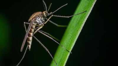 a dose of insecticide killed 9791 of mosquitoes that spread dengue a tiny fraction that survived has