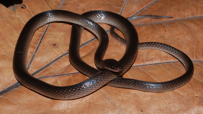 a new snake species discovered in the jungle has been named after guns n roses guitarist slash
