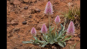 a rare australian plant last recorded in 1967 has been found alive in remote queensland after nearly
