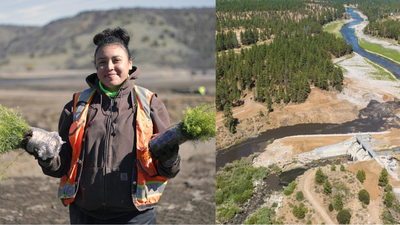 a yurok tribe crew member plants native seedlings along the restored klamath river left image yurok